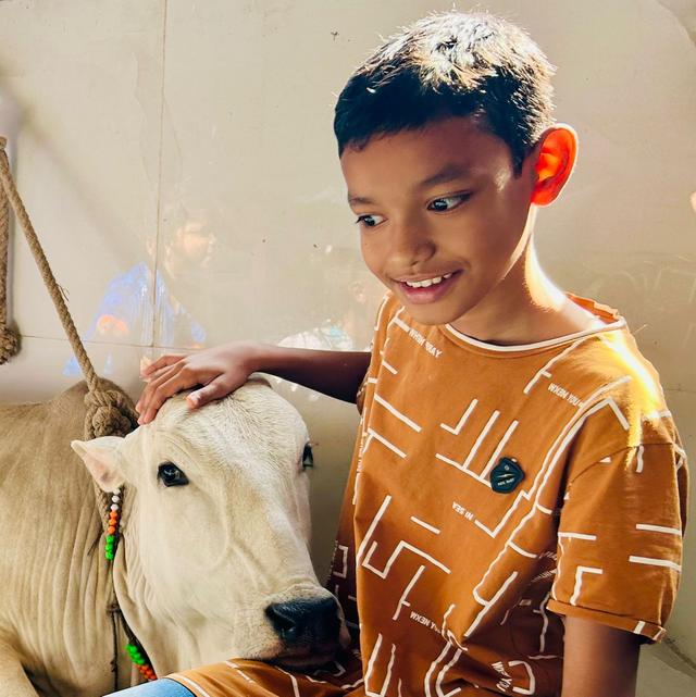 Cow Image 4